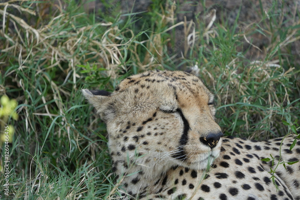 Fototapeta premium headshot of a cheetah, cheetah portrait, female, cheetah laying in grass in the serengeti national park tanzania