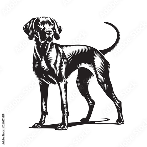 Premium Vizsla silhouette tailored for sleek branding needs - Vizsla illustration - minimal Vizsla vector - dog silhouette
