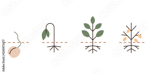 Seed germination, early sprout, healthy foliage, and fruit-bearing plant stages in linear sequence. Ideal for growth, agriculture, education, sustainability life cycle ecology biology. Flat color