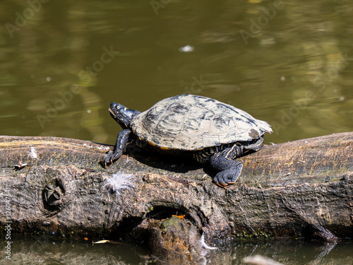 Yellow-bellied Terrapin Basking on a Log photo