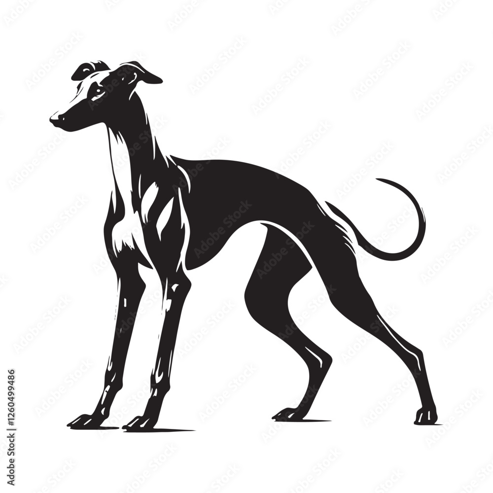 Obraz premium Beautifully designed Whippet silhouette for premium artwork - Whippet illustration - minimal Whippet vector - dog silhouette 