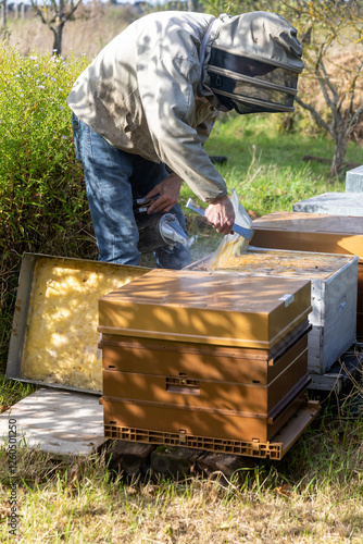 Apiculture - Apiculteur tenant un enfumoir au dessus d'une ruche, lors d'une visite sanitaire et inspection des ruches