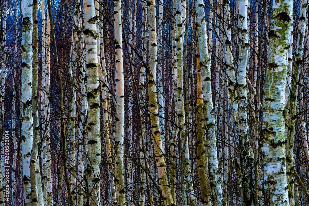 Fototapeta premium Dense Birch Tree Forest
