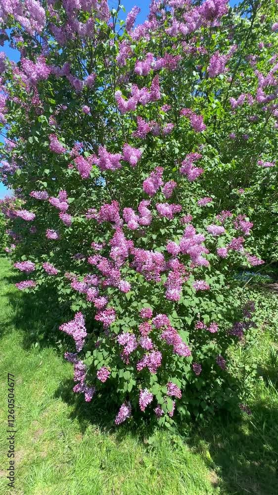 Large lilac bush in spring in May. Bright flowers of spring lilac bush. Spring flowers close-up. Twig beautiful varietal blooming flower. Large lilac bush in spring in May. Bright flowers of spring lilac bush. Spring flowers close-up. Twig beautiful varietal blooming flower.