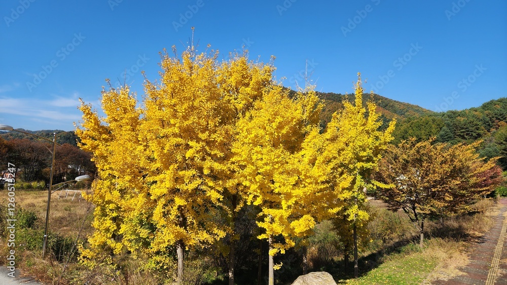 Naklejka premium ginkgo tree Korea
