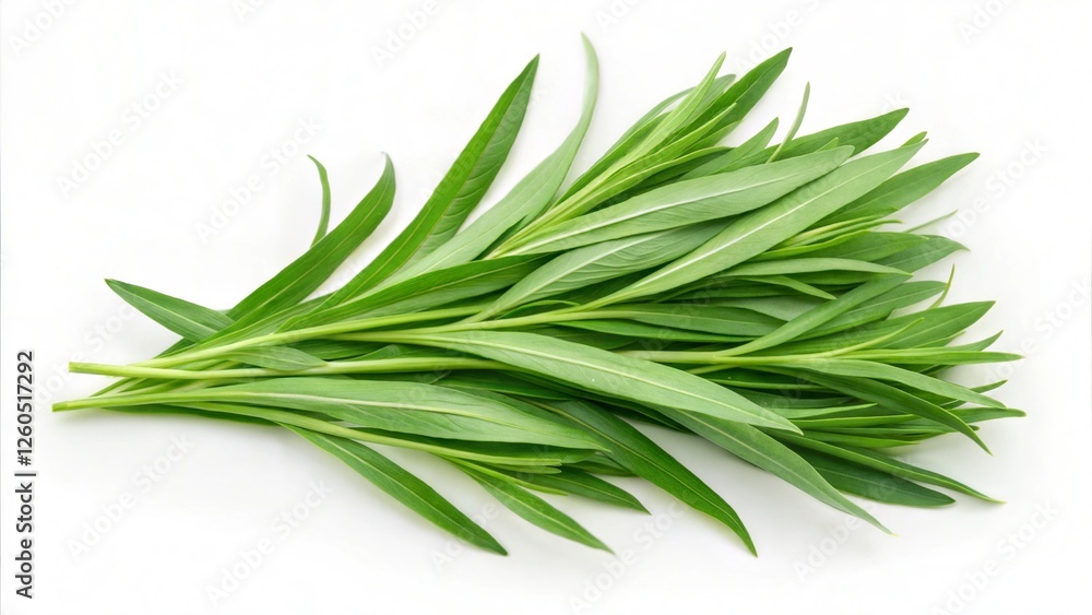 Fototapeta premium Fresh Tarragon. 