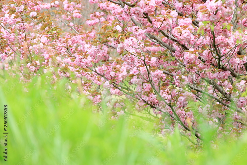 満開のボタン桜 満開のボタン桜