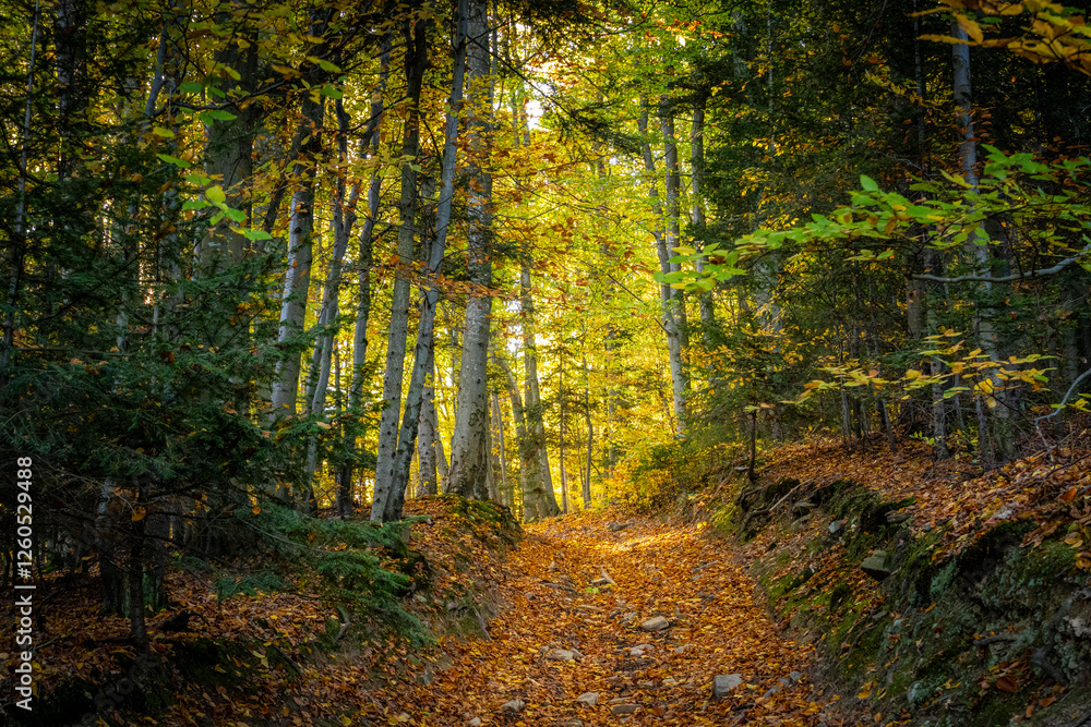 Fototapeta premium Jesienny las