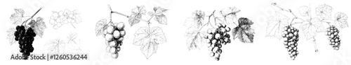 Modern hand drawn illustrations of floral pictures feature wine grapes accompanied by leaves and tendrils in a vineyard engraving, including a grape sketch and vine sketch graphic