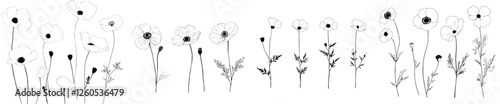 The Sketch Floral Botany Collection features drawings of California poppy flowers in black and white line art set against white backgrounds, all of which are hand drawn and available as modern