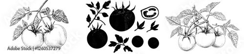 The illustration features a tomato rendered in hand drawn line art set against a white backdrop