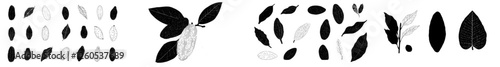 A set of cocoa illustrations features hand-drawn modern cacao beans and leaves in a doodle outline style suitable for design elements like menus, shops, fabrics, and wallpapers, including various