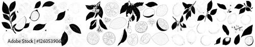 A modern illustration of lemon line icons features a hand-drawn outline of the entire citrus fruit, including its peel and natural divisions into various pieces and circular slices, as well as twists
