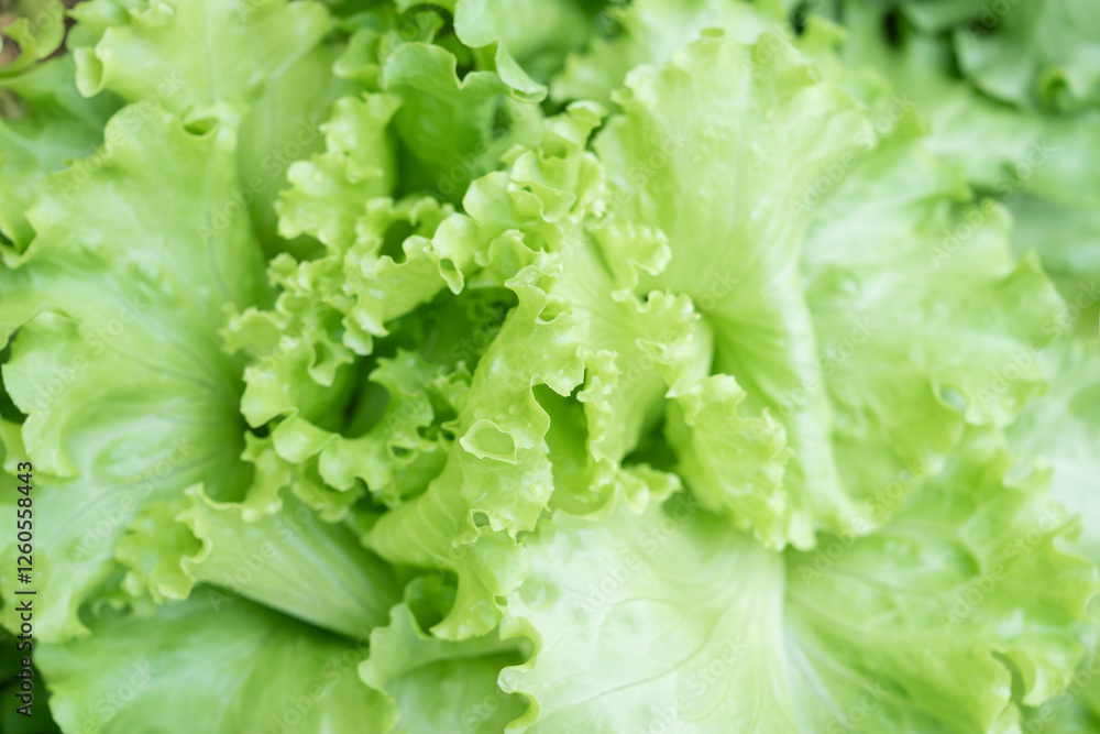 Leaf lettuce plant. After the rain With drops on the leaves. Leaf lettuce plant. After the rain With drops on the leaves.