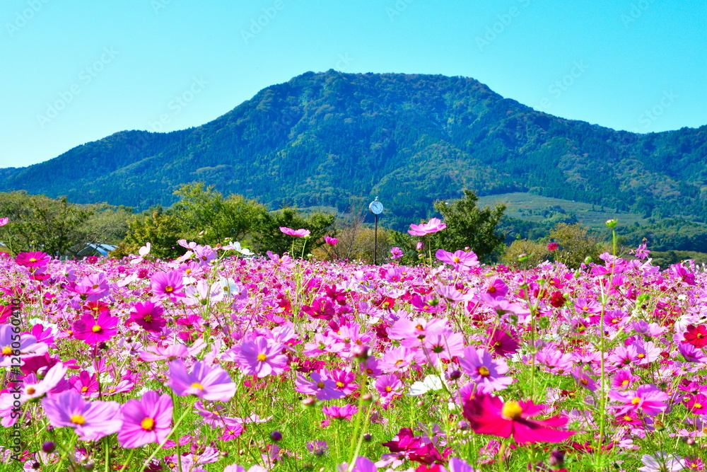 Fototapeta premium 上堰潟公園のコスモス（新潟県）