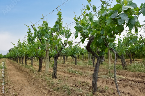 photos of orchards and grape trees