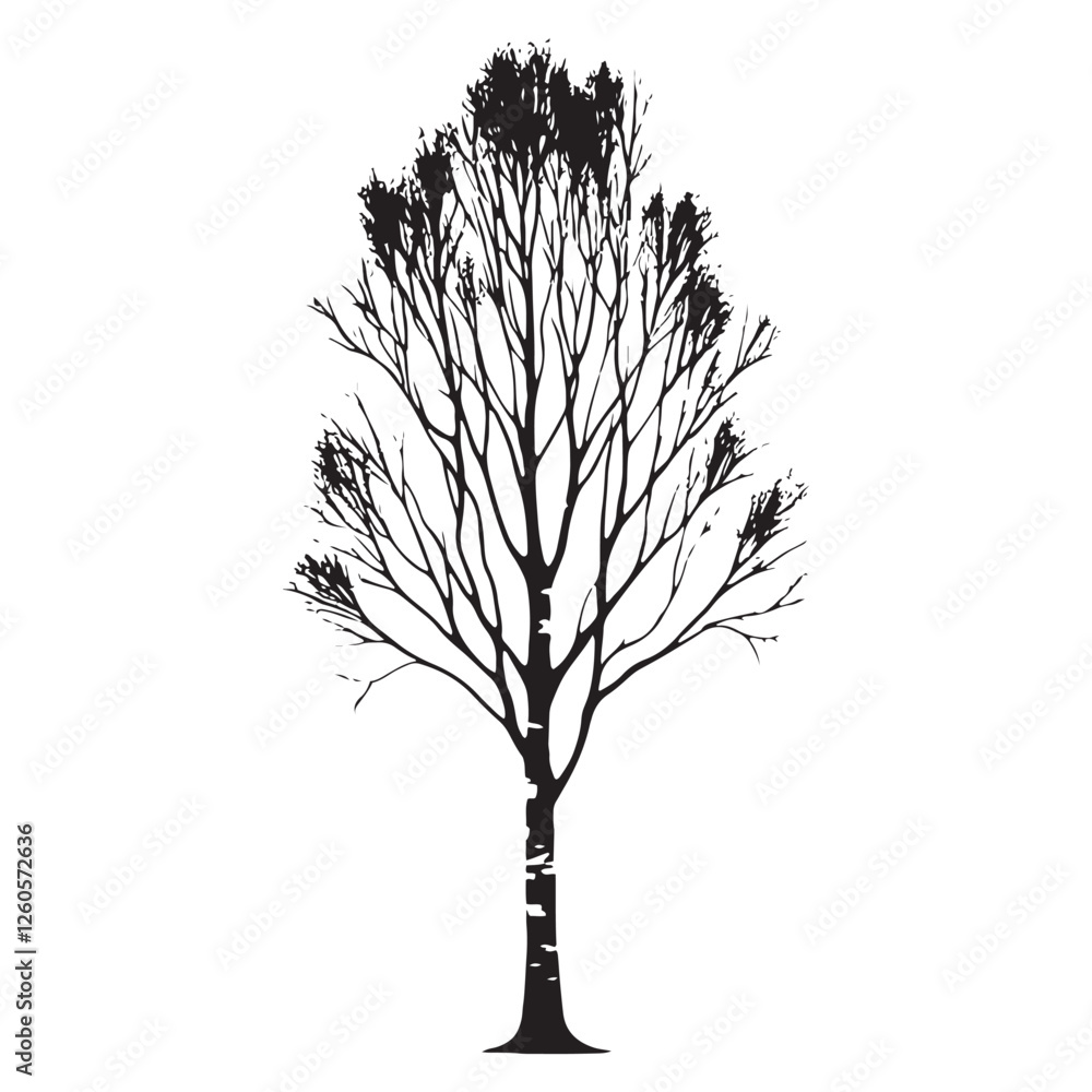 Obraz premium Birch Tree silhouette ideal for product designs, prints, and illustrations - Birch tree illustration - Birch tree vector - Birch silhouette 