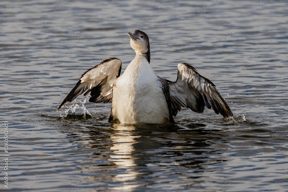 Fototapeta premium Common loon on a calm lake in Florida