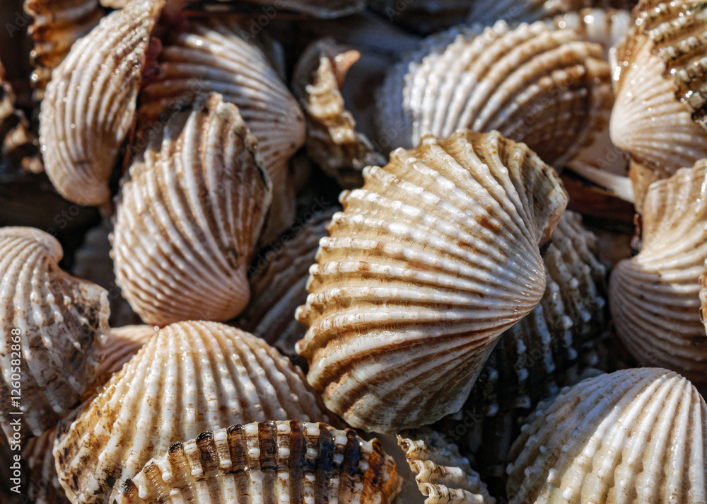 Close up of Cockle shell , abstrac cockling background cockles, fresh food Close up of Cockle shell , abstrac cockling background cockles, fresh food