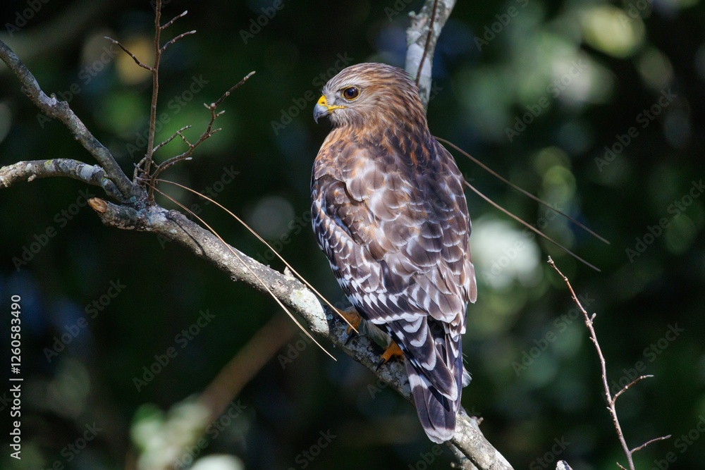 Fototapeta premium Red-shouldered hawk in Miramar Beach