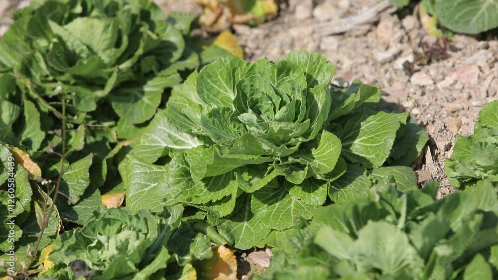 Fresh spring cabbage growing in a field
