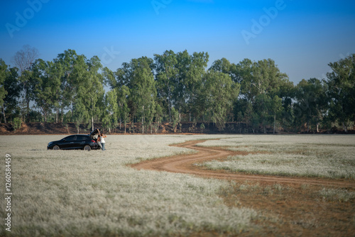 Plains blackfoot Flower field  (Eriocaulaceae, Eriocaulon henryanum Ruhle, Silver button)  at Province Roi Et Thailand. photo