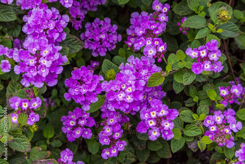Obraz na płótnie Close up view of Lantana montevidensis w salonie