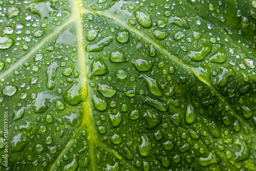 Close up view of huge leaf of Xanthosoma sagittifolium with water drops	
 photo