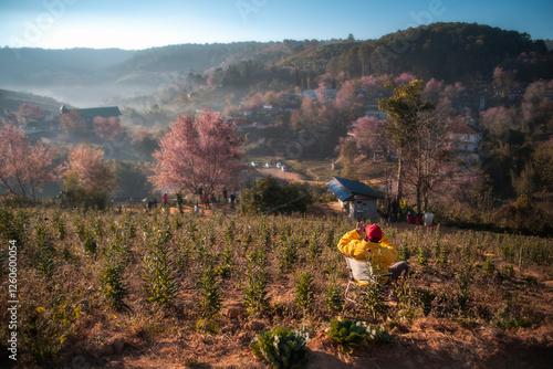 Young Man Taking Photos Ban Rong Kla village with Beautiful Wild Himalayan Cherry or Prunus Cerasoides full bloom in Ban Rong Kla Village at Phu Lom Lo Mountain,Loei and Phitsanulok  Province Thailand photo