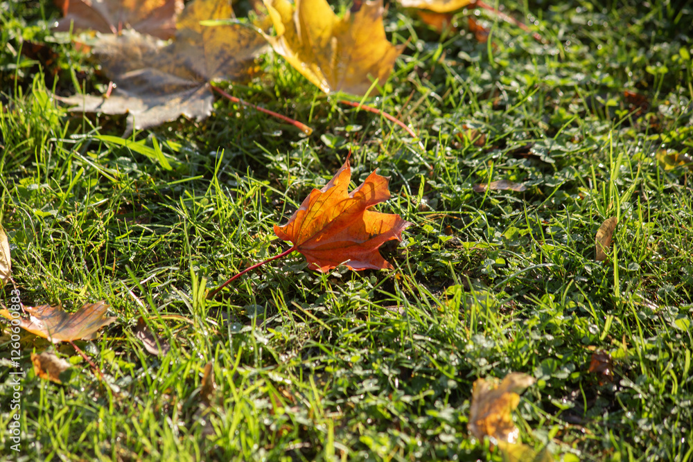 Autumn background of fallen yellow leaves on green grass. High quality photo Autumn background of fallen yellow leaves on green grass. High quality photo
