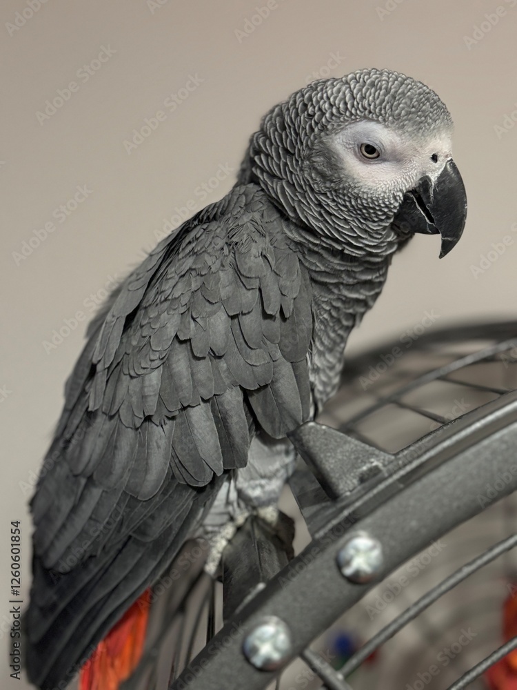 Fototapeta premium A pet African Grey Parrot standing on their birdcage