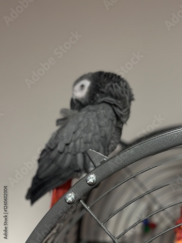 A pet African Grey Parrot standing on their birdcage
