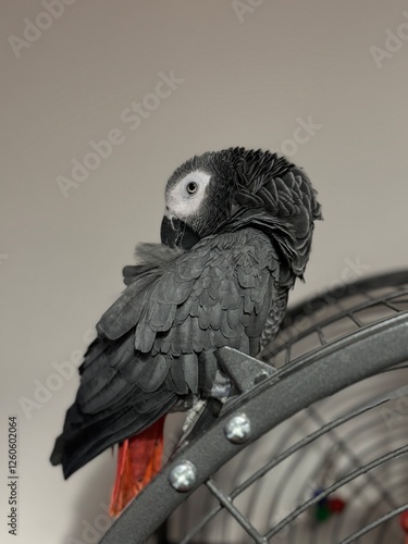 A pet African Grey Parrot standing on their birdcage
