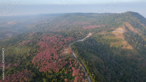 Aerial view  Phu Lom Lo with Beautiful Wild Himalayan Cherry. pink blossom Sakura flower or Prunus Cerasoides full bloom in Phu Hin Rong Kla National Park  Thailand. photo