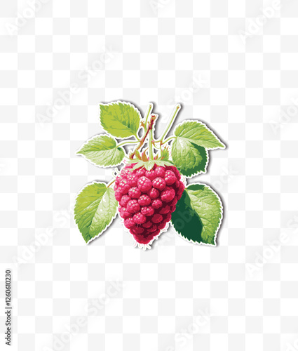 raspberry on white background