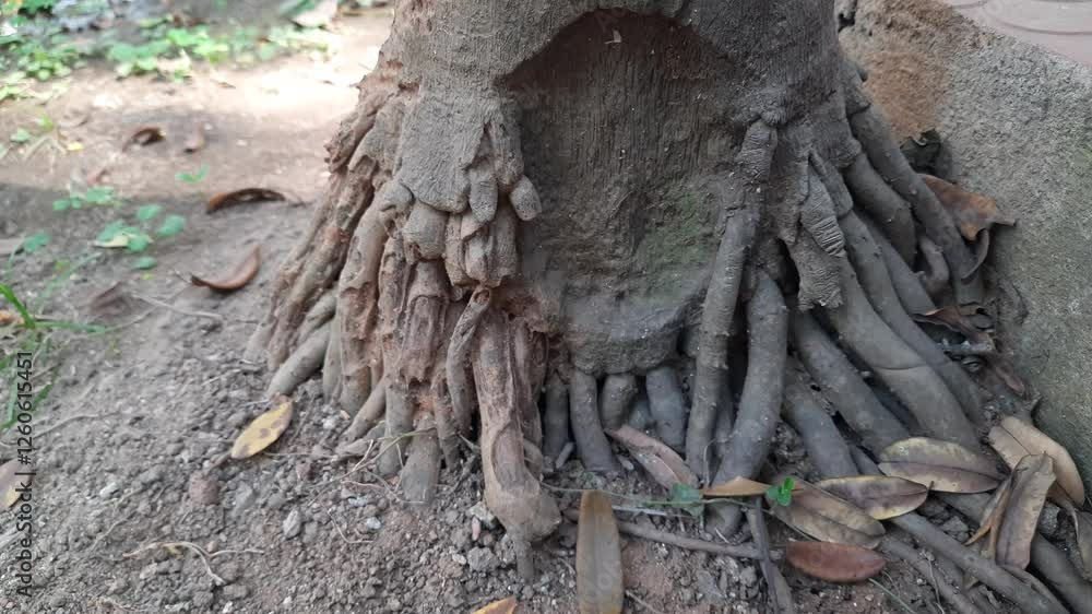 Areca palms roots. It a the family of Arecaceae tree. Areca plant found in humid from the islands of the Philippines, Malaysia and India. It is also grown as an ornamental plant. Areca palms roots. It a the family of Arecaceae tree. Areca plant found in humid from the islands of the Philippines, Malaysia and India. It is also grown as an ornamental plant.