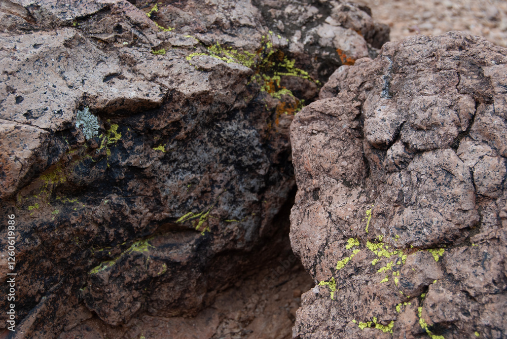 Closeup of desert rock covered in green moss in the Sonoran Desert Closeup of desert rock covered in green moss in the Sonoran Desert