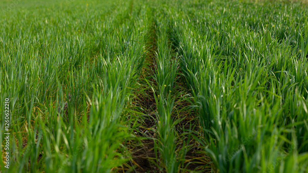 Seedlings of young shoots on field in spring. Green wheat sprouts on field against sky and clouds. Concept of life, growing sprouts. Wheat cultivation, agribusiness. Green grass on field banner Seedlings of young shoots on field in spring. Green wheat sprouts on field against sky and clouds. Concept of life, growing sprouts. Wheat cultivation, agribusiness. Green grass on field banner