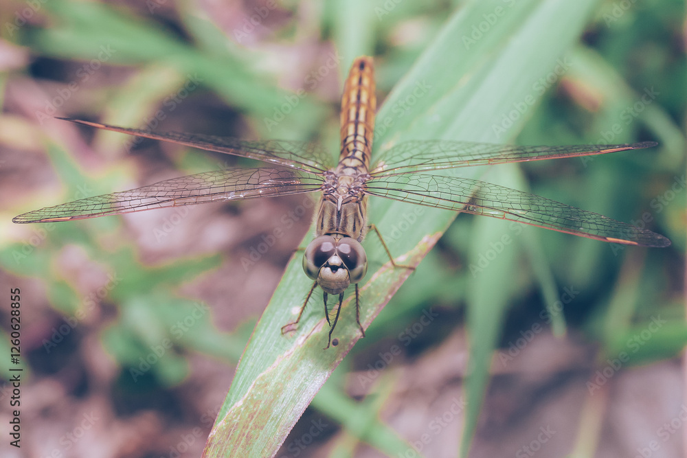 Nature Macro Insect in Graden Nature Macro Insect in Graden