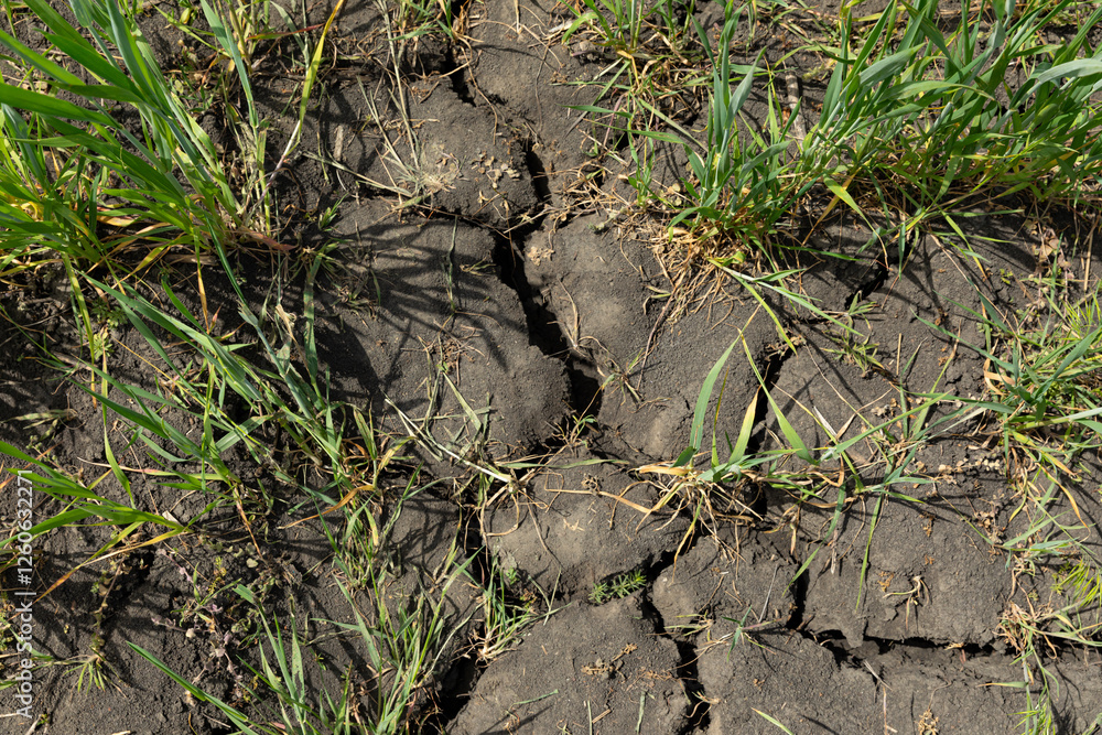 Top view dry drought stricken farm field dirt. Infertile soil. Cracked earth. Background, texture, place for text.. Dry cracked earth with green sprouts on a sunny day Top view dry drought stricken farm field dirt. Infertile soil. Cracked earth. Background, texture, place for text.. Dry cracked earth with green sprouts on a sunny day