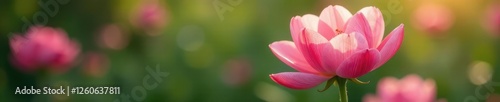delicate pink petal flower blooming in garden, garden, serene