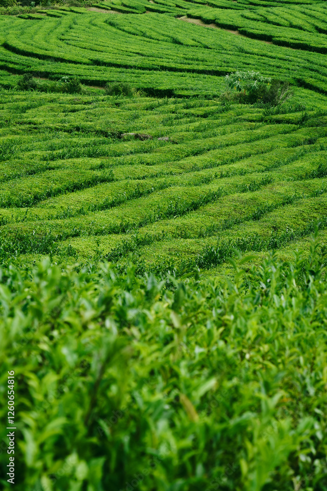 green tea plantation