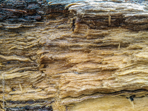 Close up of weathered wood texture