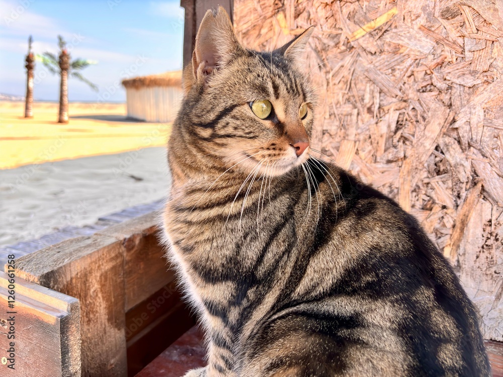 Obraz premium a tabby street cat