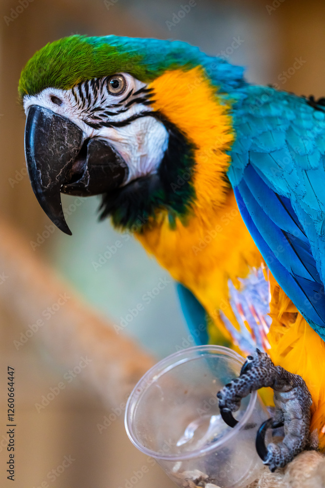Portrait of parrot Ara ararauna