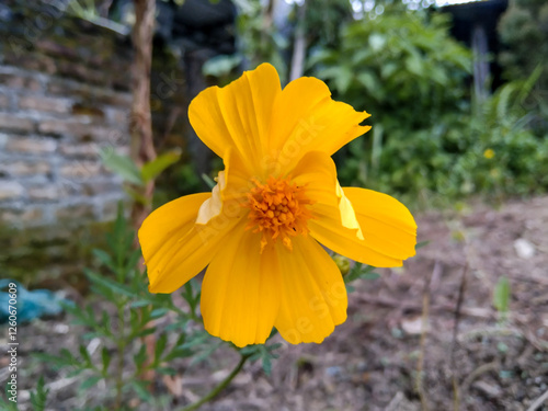 Close up of charming yellow flowers with eye-catching shapes and colors