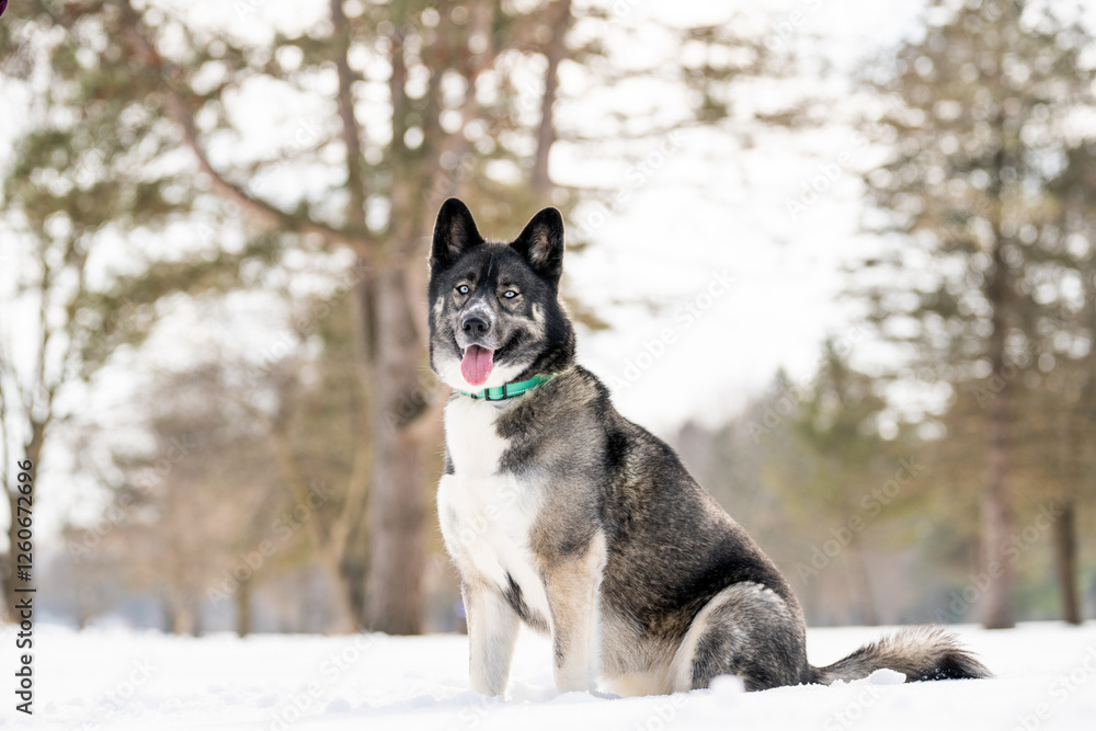 Naklejka premium Husky dog in the snow. Siberian husky with blue eyes in winter park. Dog playing outside in the winter, happy snow loving. 