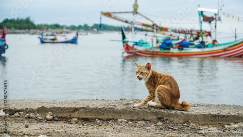 A ginger or orange-white cat enjoying his time on the edge of Muncar seaport, Banyuwangi, East Java, Indonesia in daylight.