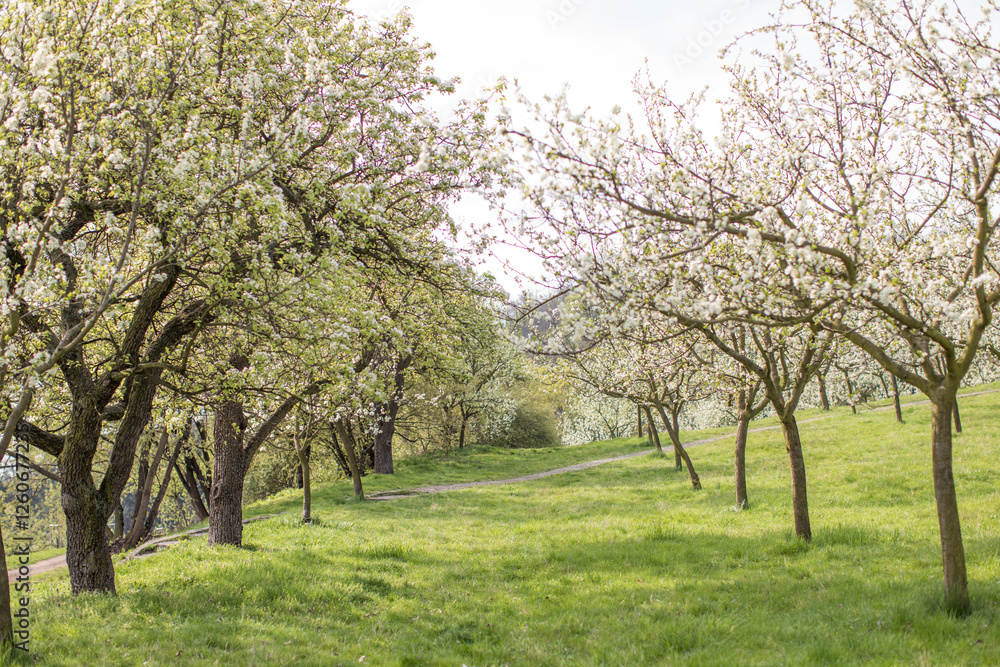 Fototapeta premium spring garden in the park, trees and green grass, nature