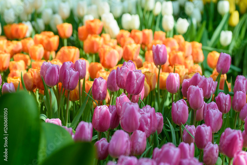 Beautiful pink tulips in a spring garden